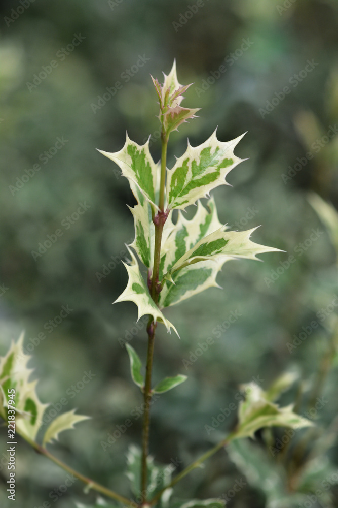 Goshiki False Holly Goshiki False Holly