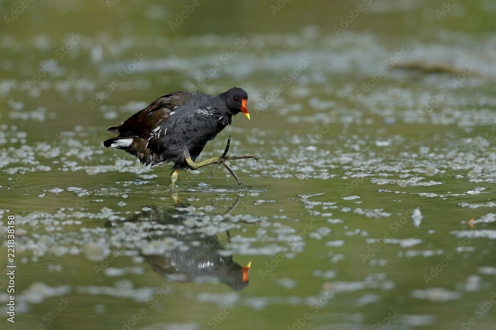 Gallinella d'acqua cammina nella palude Gallinella d'acqua cammina nella palude