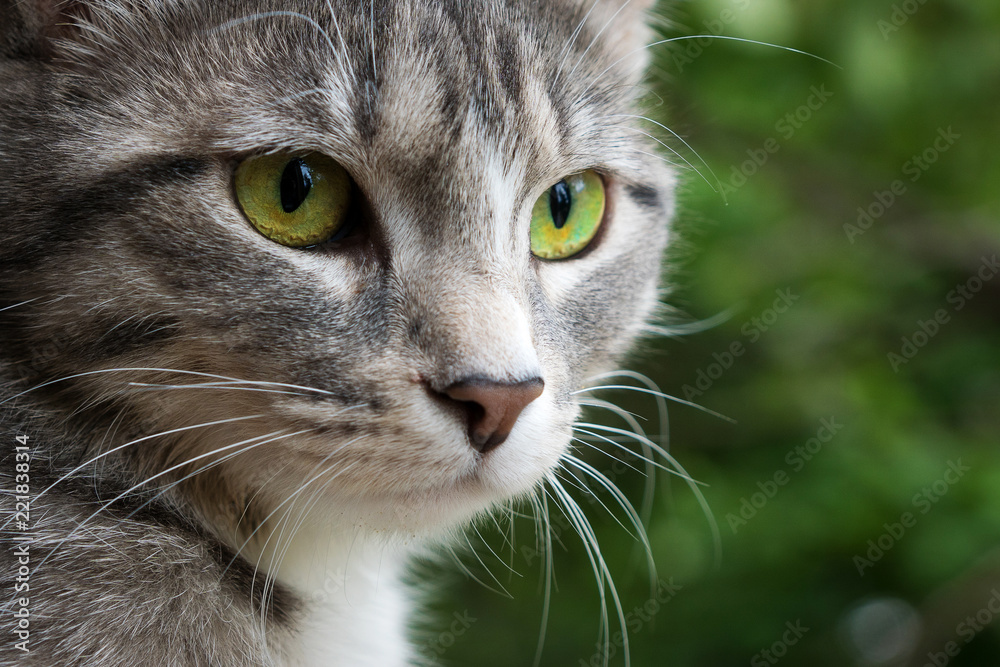 large portrait of a gray cat with bright green eyes on a green background