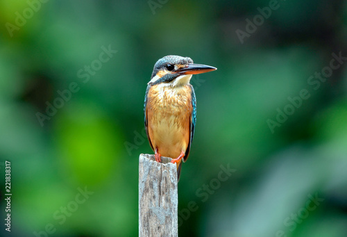 Common Kingfisher on branch  In Thailand