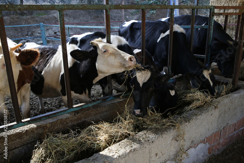 griculture industry, farming and animal husbandry concept, cow farm photo