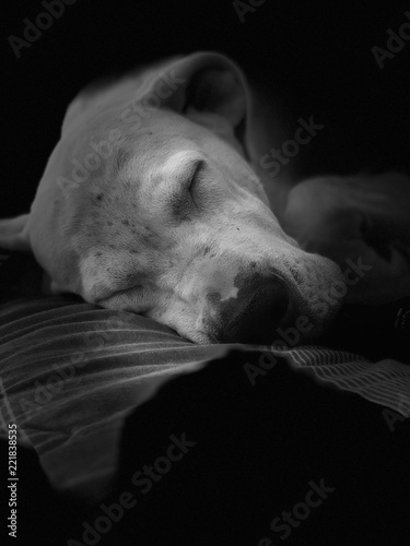 Naklejka Animal durmiendo
