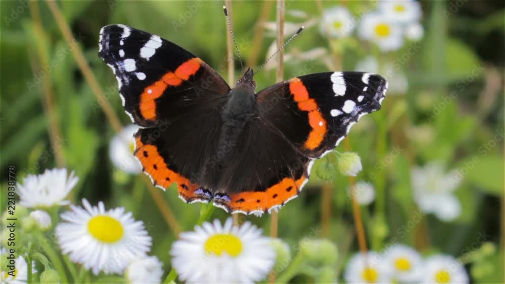 butterfly admiral on camomiles,in the field on the flower sits the butterfly admiral butterfly admiral on camomiles,in the field on the flower sits the butterfly admiral