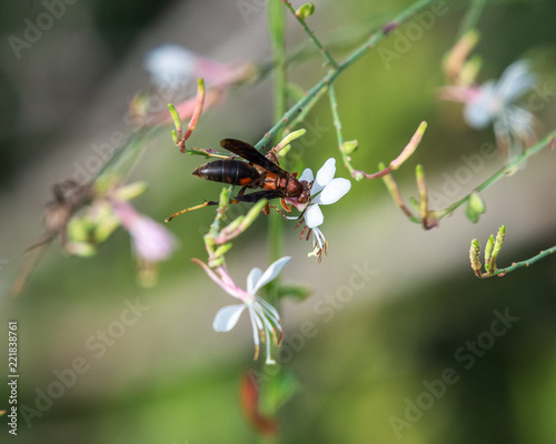 Metricus Paper Wasp and wildflowers © Lawrence