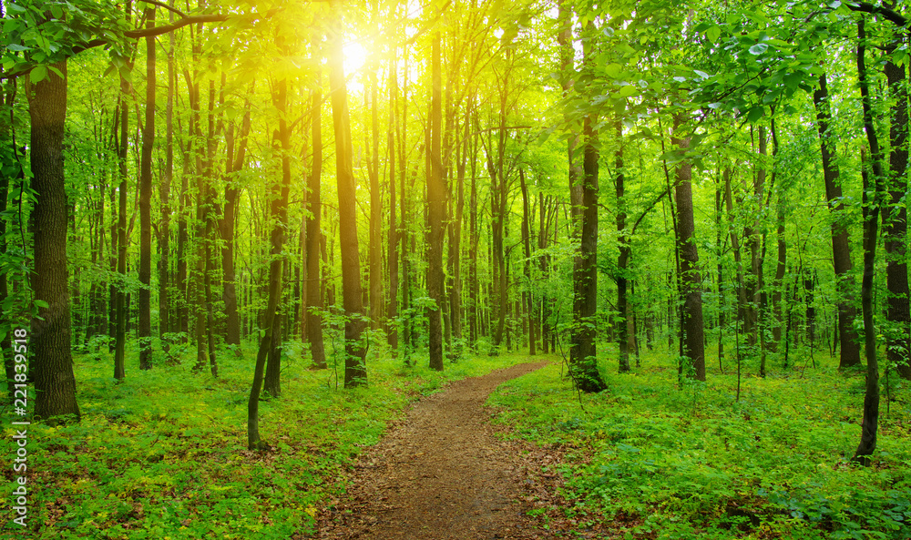 Obraz premium Promień słońca w lesie