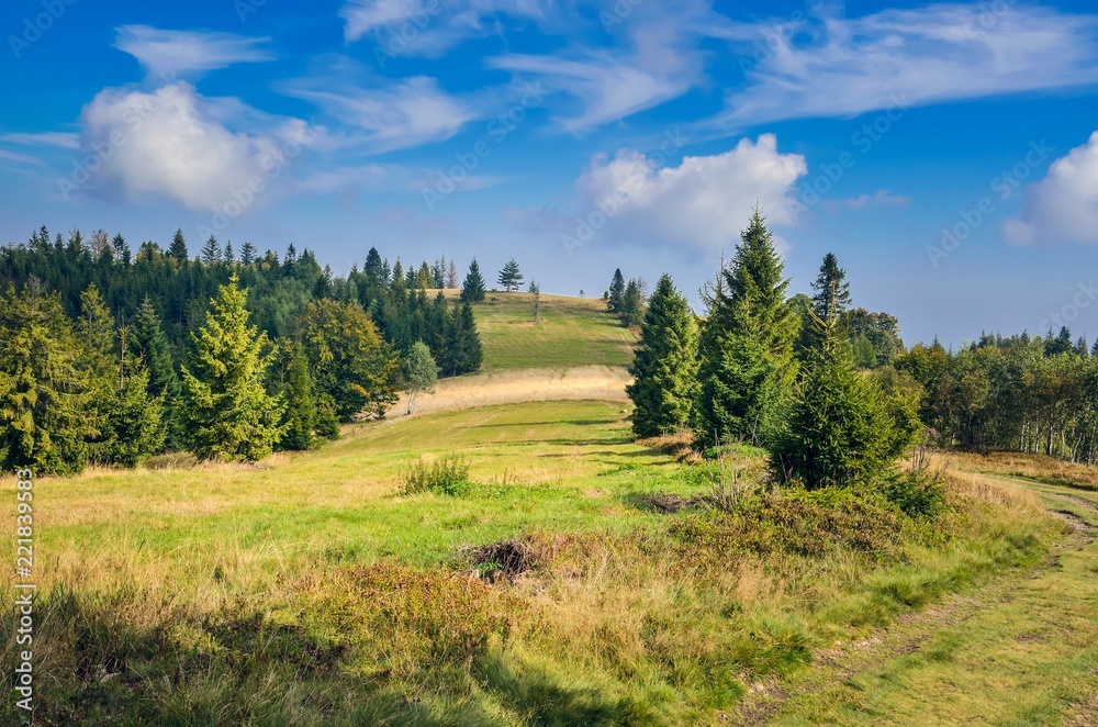 Fototapeta premium Beautiful summer landscape. Fairytale mountain meadow on a sunny day.