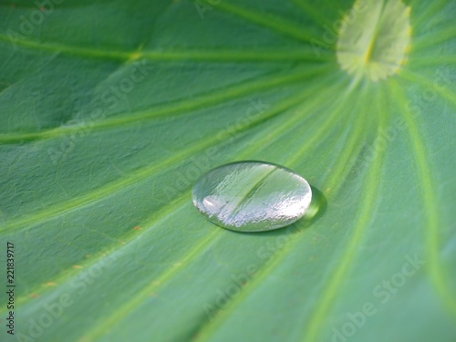 A Lotus effect, Water drop on water lily leaf
