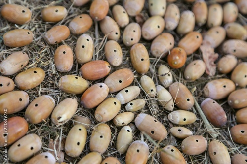 group of acorns withweevil holes 
