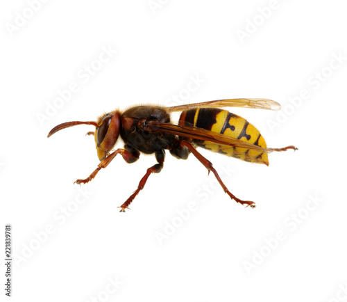 hornet isolated on white