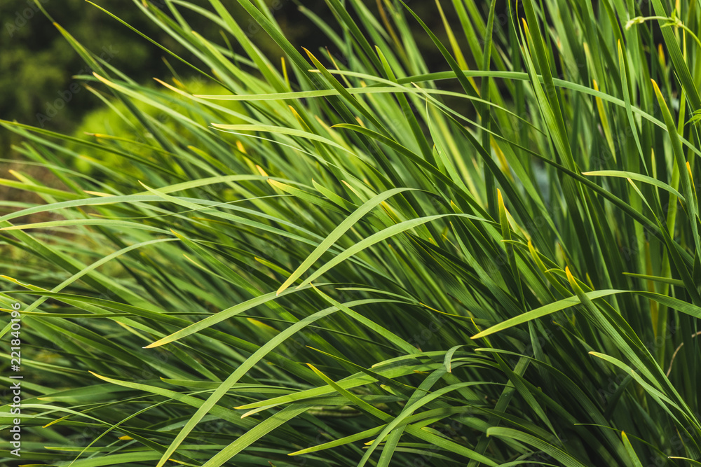 close-up shot of green grass on forest meadow close-up shot of green grass on forest meadow
