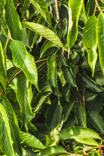 full frame shot of beautiful green leaves for background