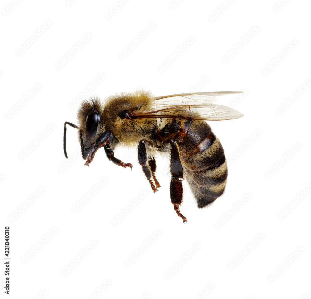 Bee on the white Bee on the white