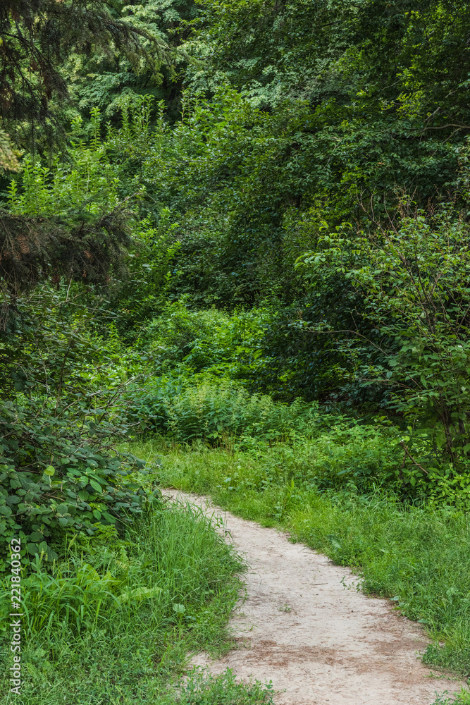 scenic shot rural pathway of green forest scenic shot rural pathway of green forest