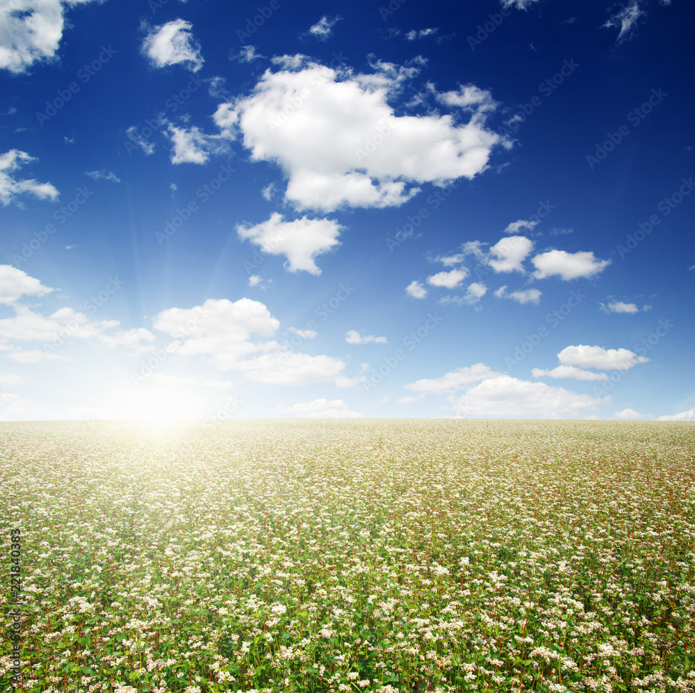 Obraz premium buckwheat field on sky