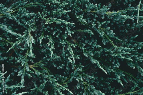 full frame shot of beautiful fir branches for background