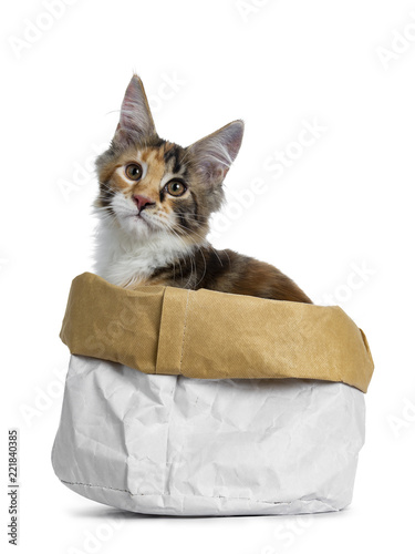 Sweet and bold tortie Maine Coon cat kitten girl sitting side ways in paper bag, looking straight at camera isolated on white background photo