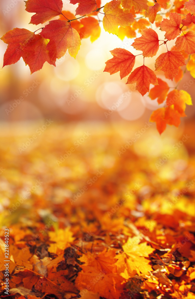 Obraz premium Autumn leaves on the sun.