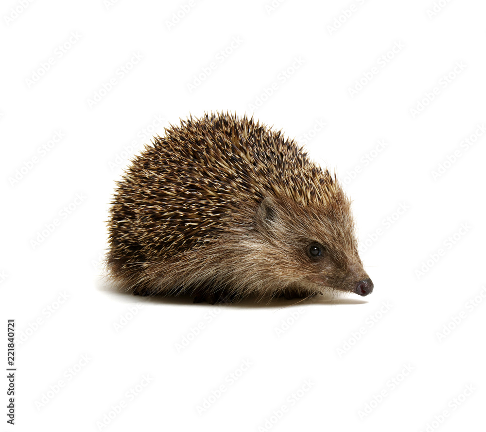 Hedgehog isolated on white Hedgehog isolated on white