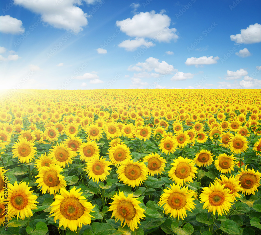 Obraz premium field of sunflowers