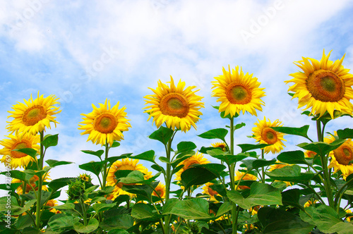 Fototapeta Naklejka Na Ścianę i Meble -  sunflowers field on sky