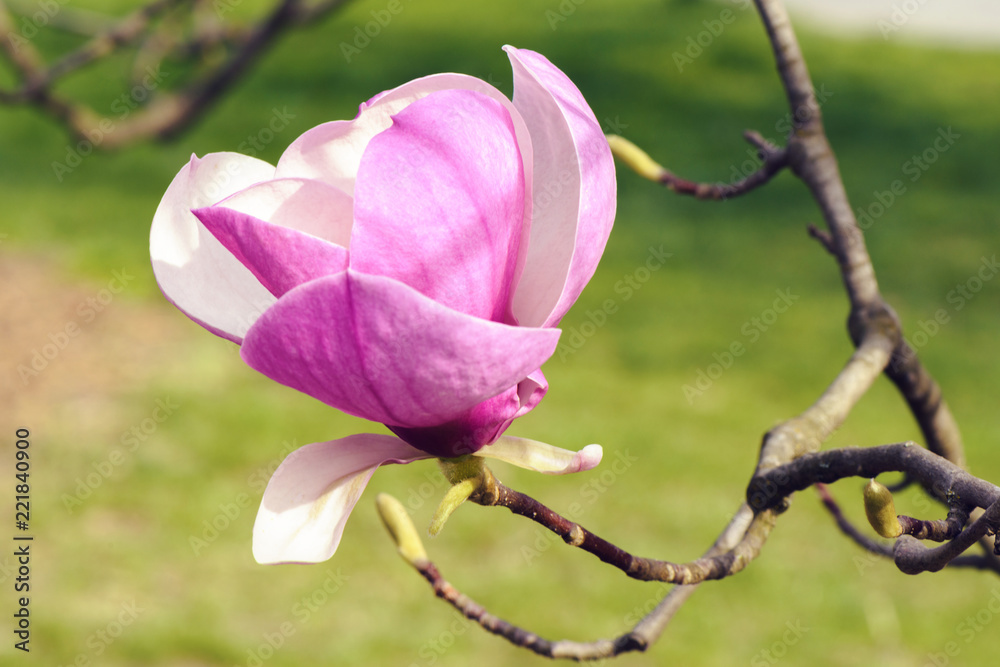 Obraz premium Drop-down spring flower