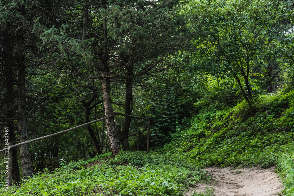 Obraz premium scenic shot of rural pathway in beautiful green forest on hill