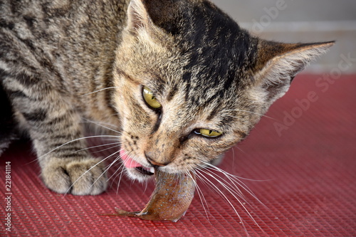 Fototapeta Naklejka Na Ścianę i Meble -  魚をかじっている猫　相島