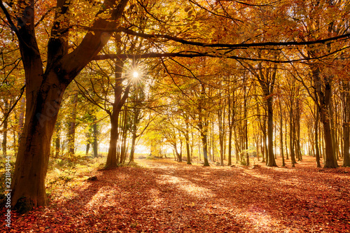 Fototapeta Naklejka Na Ścianę i Meble -  Amazing forest colours in autumn fall