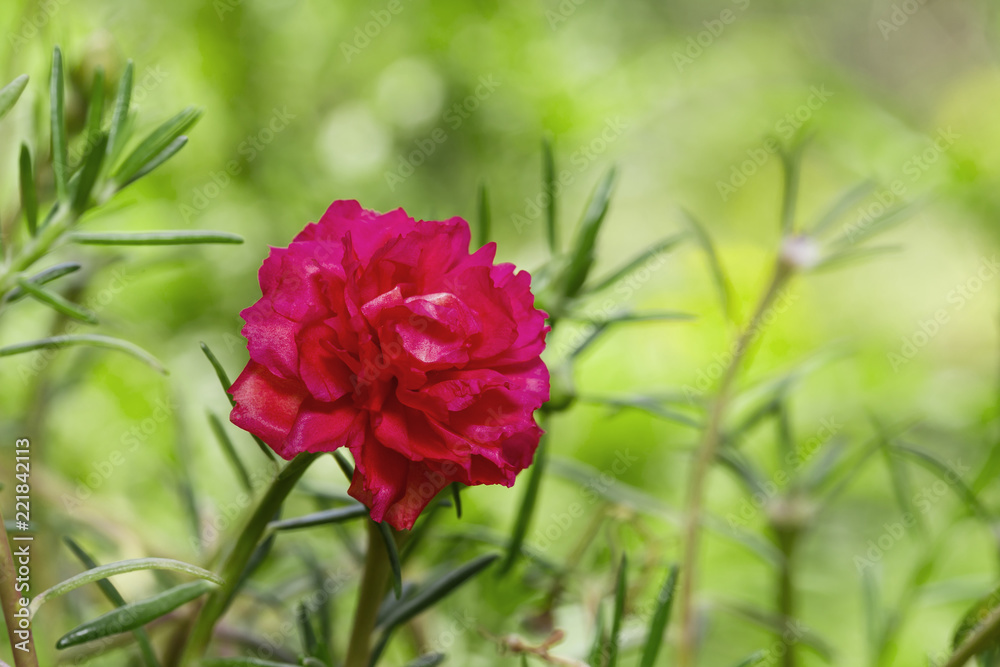 Pink common purslane or portulaca oleracea , verdolaga, red root, pigweed, little hogweed , pursley in garden Pink common purslane or portulaca oleracea , verdolaga, red root, pigweed, little hogweed , pursley in garden