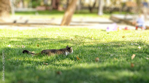 A gray cat hides in the green grass in the city park in order to hunt for pigeons.