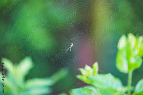 Colorful spider on a web in the Himalayas