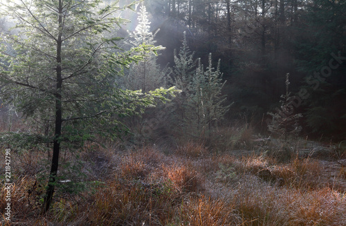 morning sunshine in autumn coniferous forest