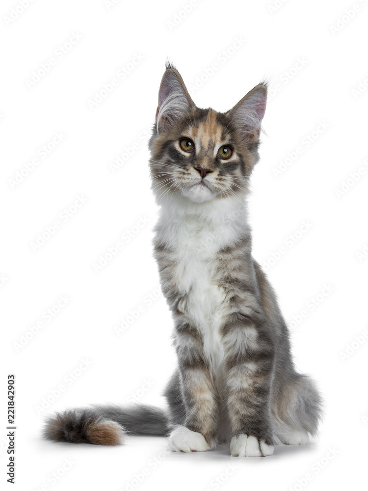 Gorgeous blue tabby tortie Maine Coon cat girl kitten sitting graciously facing front with on paw lifted in air, looking beside camera isolated on white background