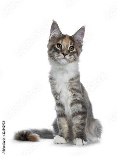Gorgeous blue tabby tortie Maine Coon cat girl kitten sitting graciously facing front with on paw lifted in air, looking beside camera isolated on white background