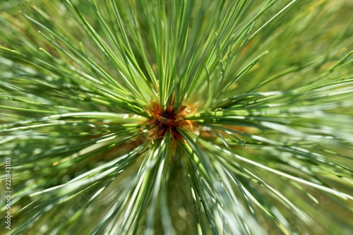 Pine Tree Needles