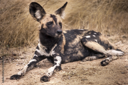 Wild Dog  Licaon pictus   Kruger National Park  Mpumalanga  South Africa  