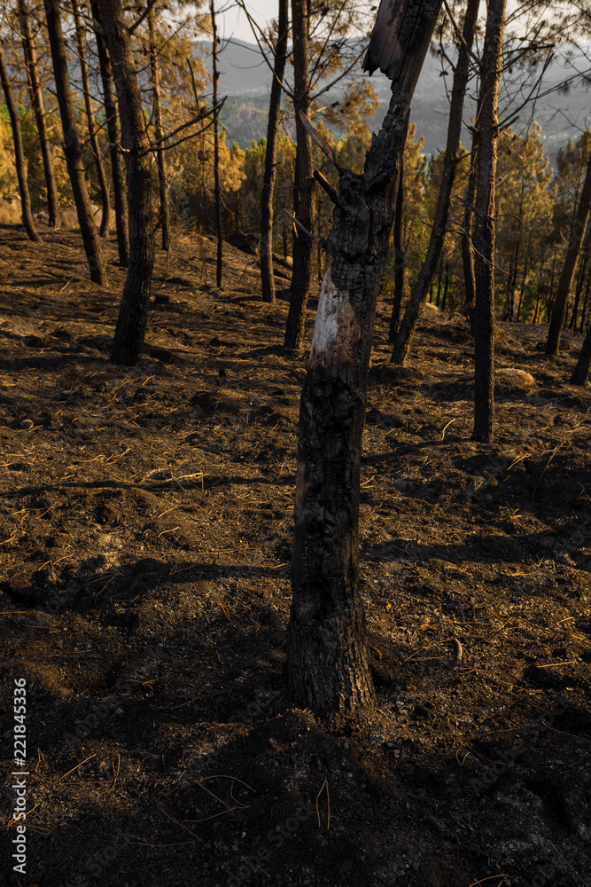 Obraz premium After a Forest Fire at Sunset.