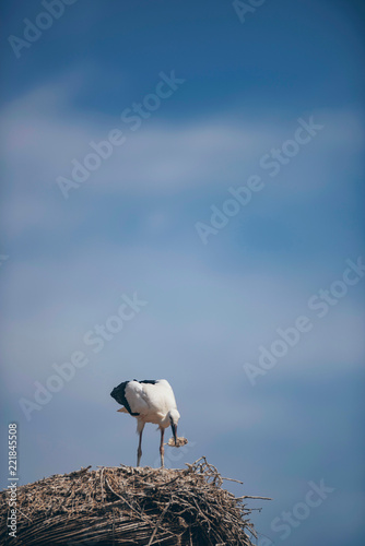 White stork with prey in beak standing on nest.