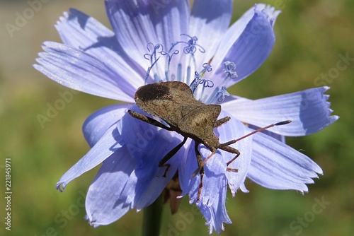 Brown coreus marginatus beetle on a blue chicory flower in the meadow, closeup  photo
