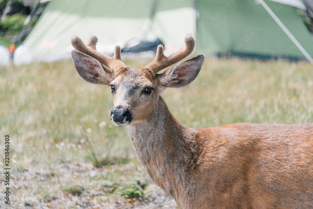 Deer Close-up Near Campsite