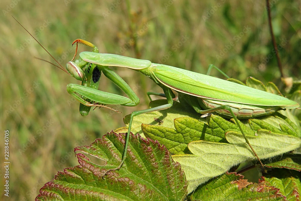 Green mantis on raspberry leaves in the garden, closeup Green mantis on raspberry leaves in the garden, closeup