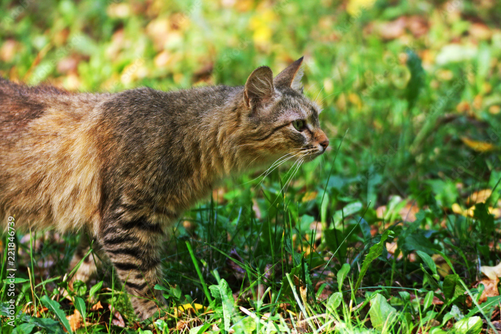 Striped cat is on the green grass with fallen yellow leaves.