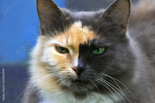  Close-up portrait of a two-tone cat.