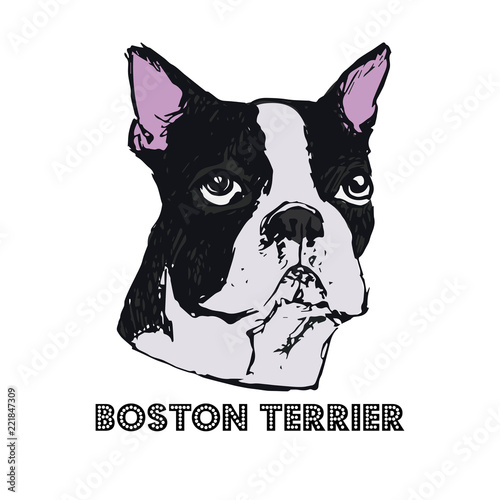 Boston Terrier dog face vector illustration. Hand drawn dog portrait on white background. Sketch of purebred dog head. T-shirt print template for dog lovers.
