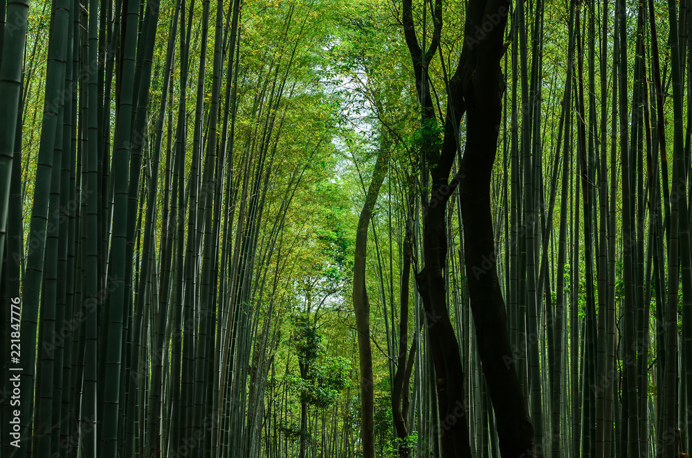 Fototapeta premium Bamboo forest, Kyoto Japan.