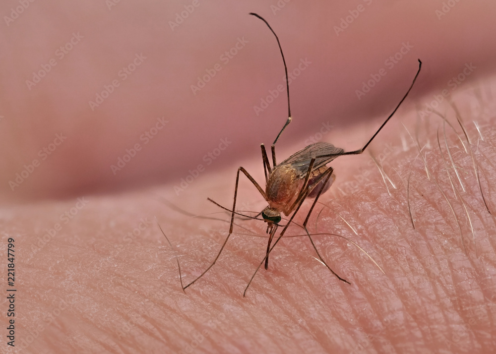Stechmücke saugt Blut auf der Haut eines Menschen, Nahaufnahme