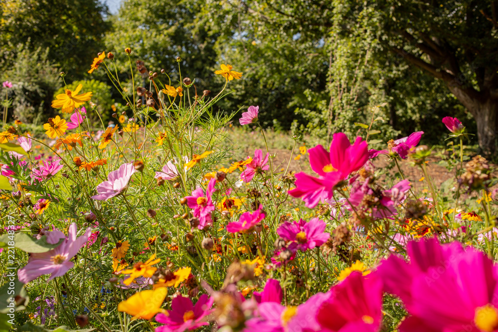 Fototapeta premium Blumenfeld 3