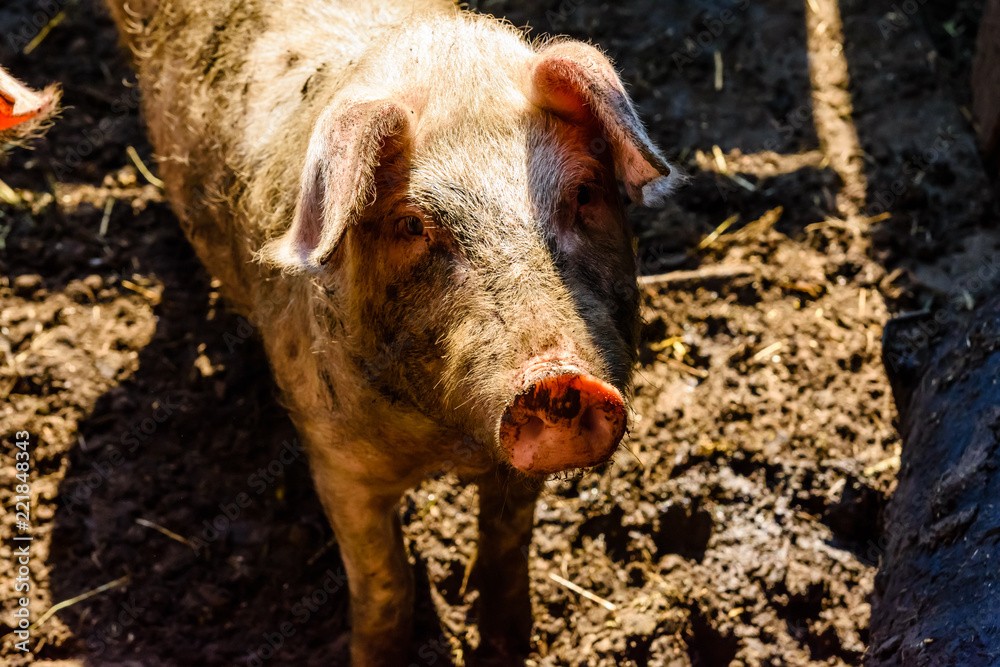 Curious pig in a pigpen at a farmyard Curious pig in a pigpen at a farmyard