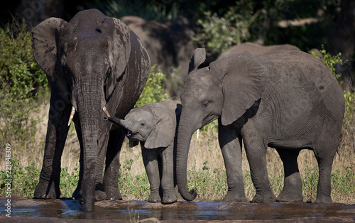 Baby Elephant with Family