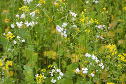 Rapeseed, an ecological fertilizer. The concept of farming and agriculture. Safe food. Ecology and health.